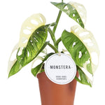 Monstera Adansonii Variegata