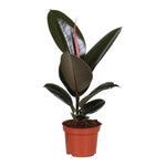 Ficus elastica 'Abidjan'