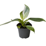 Philodendron White Wizard
