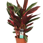 Calathea Triostar
