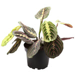 Maranta Leuconeura Red Stripe
