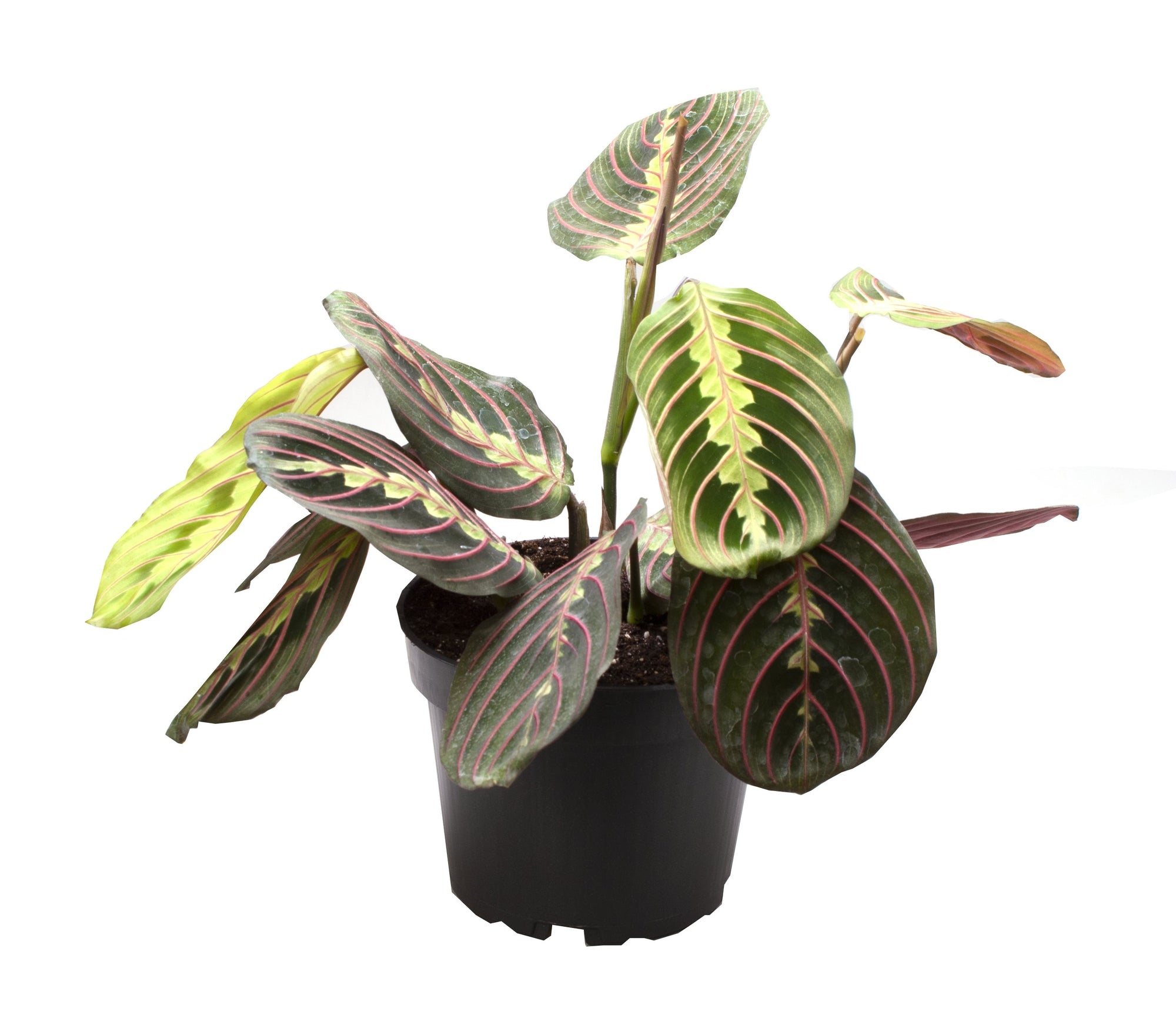 Maranta Leuconeura Red Stripe