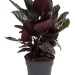Calathea Ornata