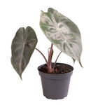 Alocasia Pink Dragon