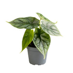 Alocasia Dragon Scale