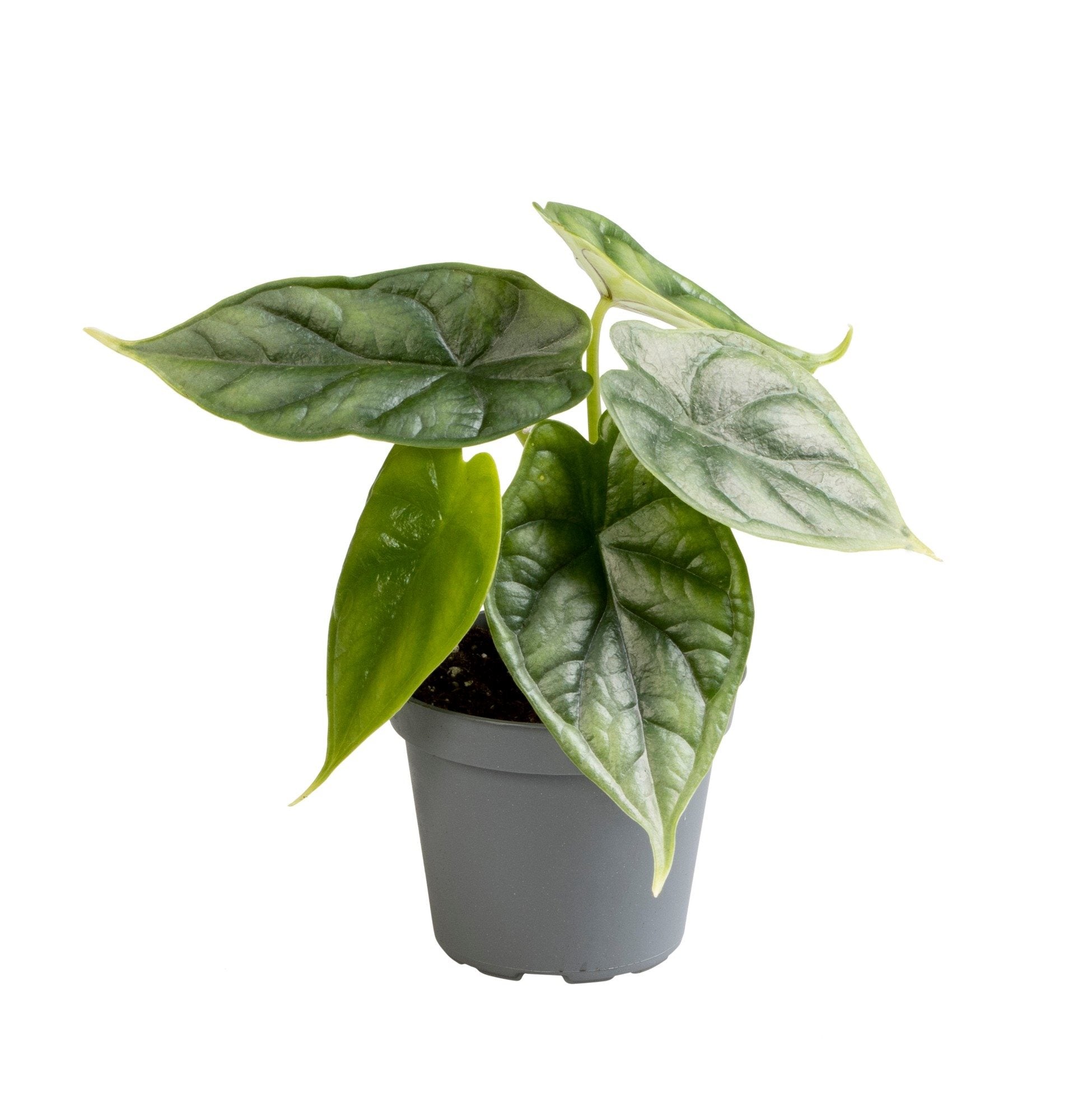 Alocasia Dragon Scale