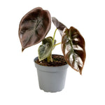 Alocasia Cuprea Red