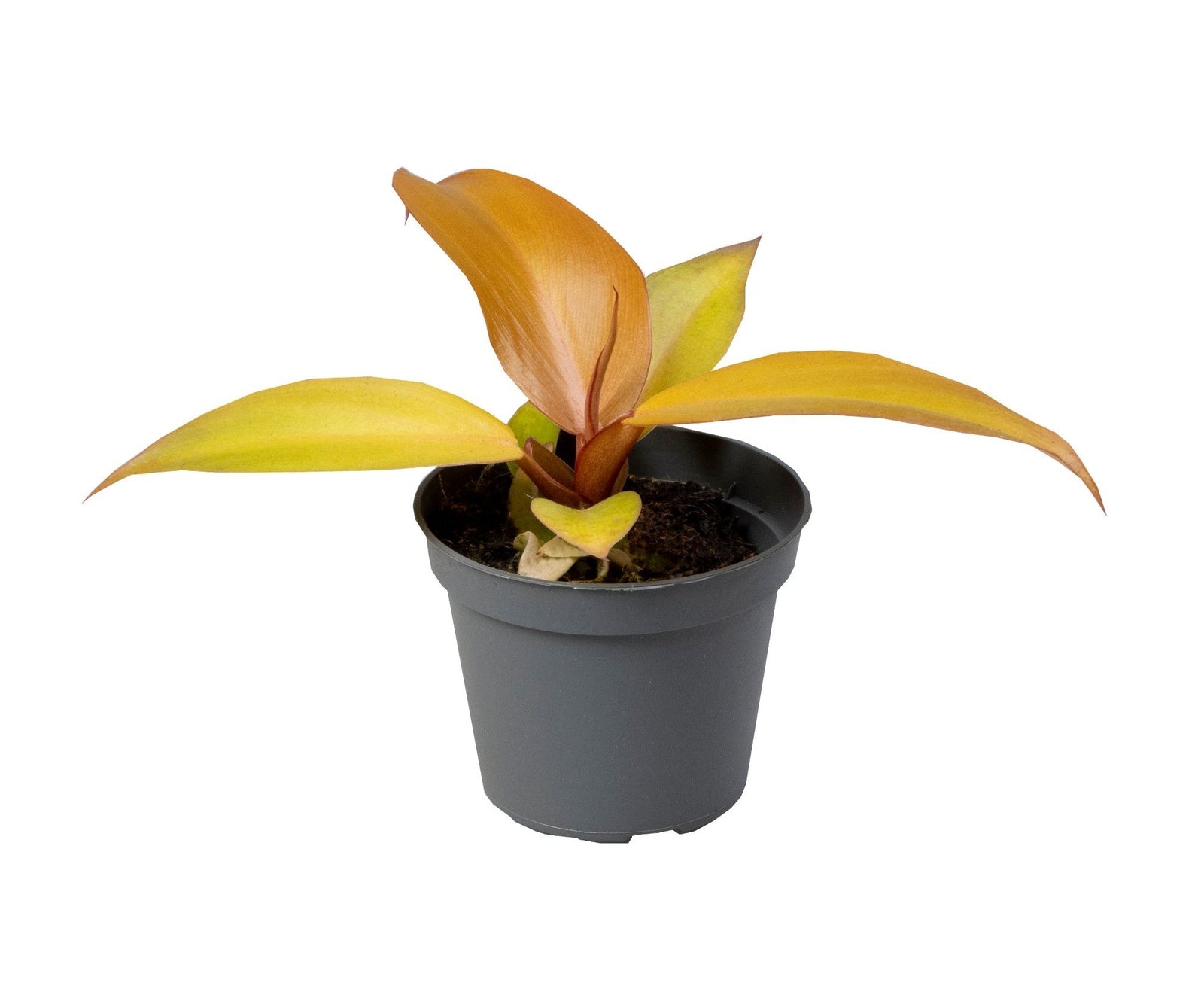 Philodendron Red Sun