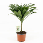 Dracaena fragrans Janet Craig