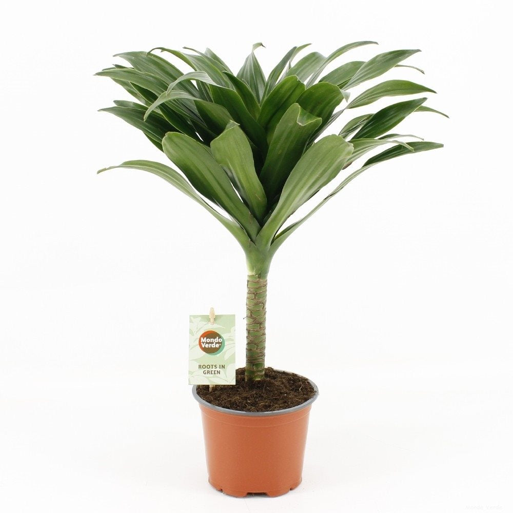 Dracaena fragrans Janet Craig