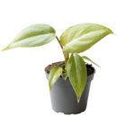 Philodendron Gloriosum