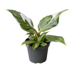 Philodendron White Princess