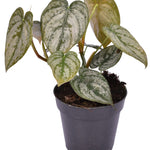 Philodendron Brandtianum