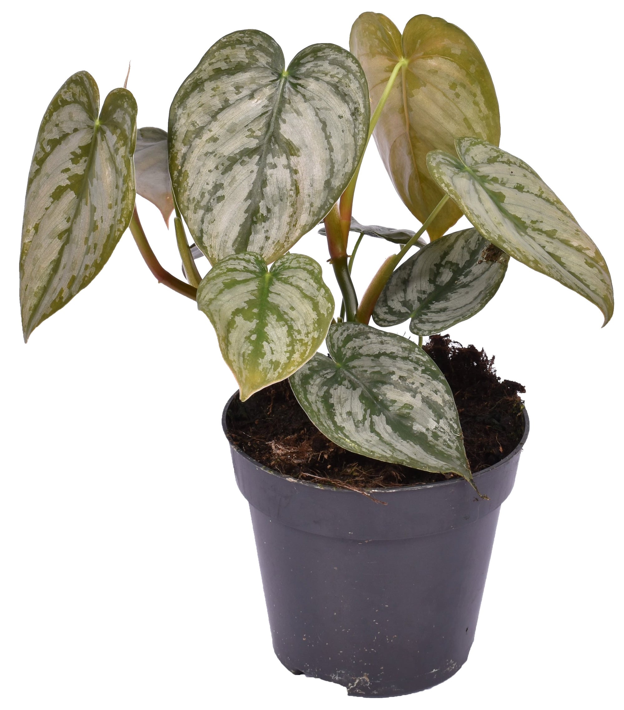 Philodendron Brandtianum