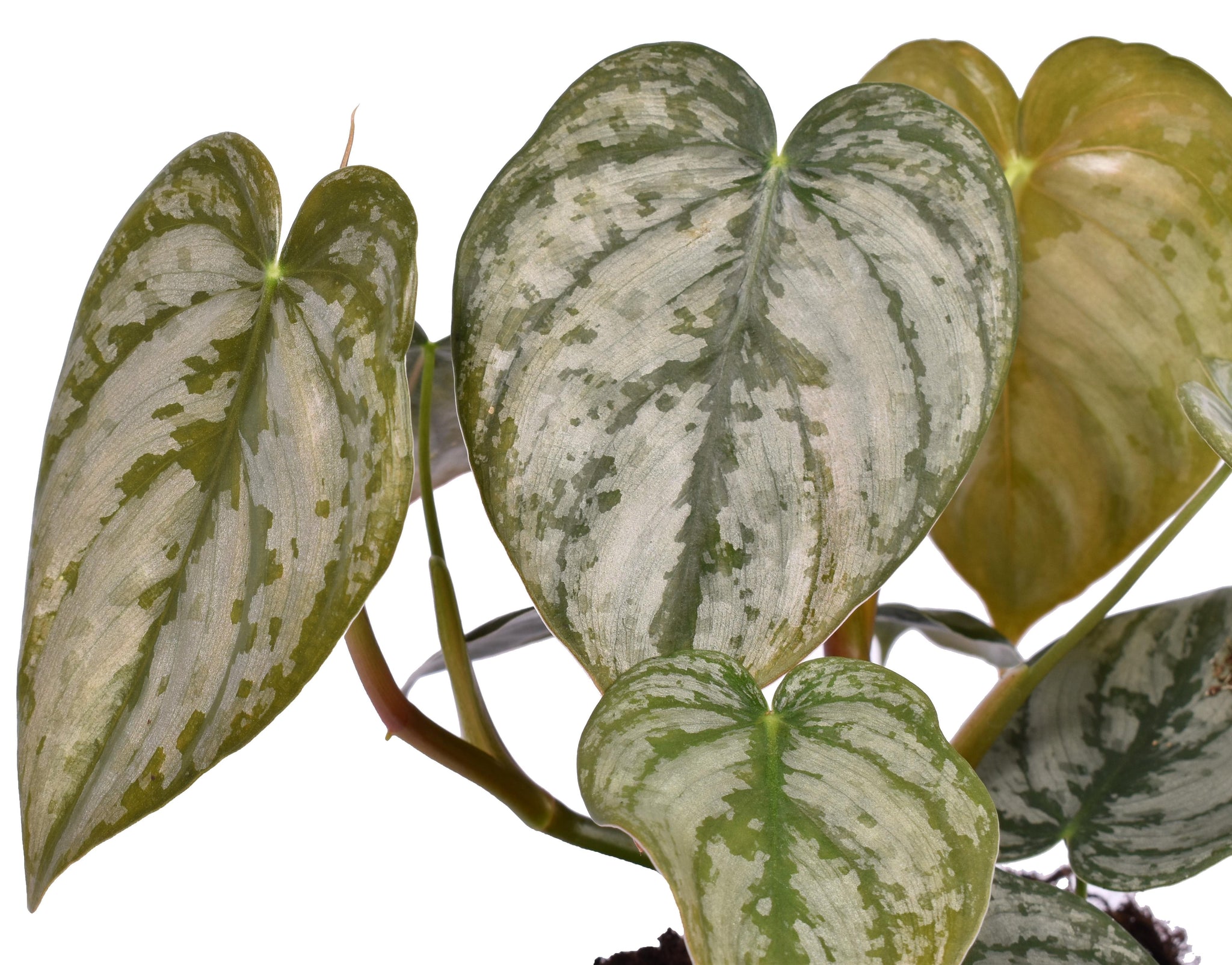Philodendron Brandtianum