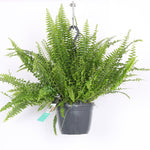 Decorum Nephrolepis exaltata 'Green Lady'