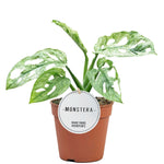 Monstera Adansonii Mint