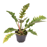 Philodendron ‘Ring of Fire’