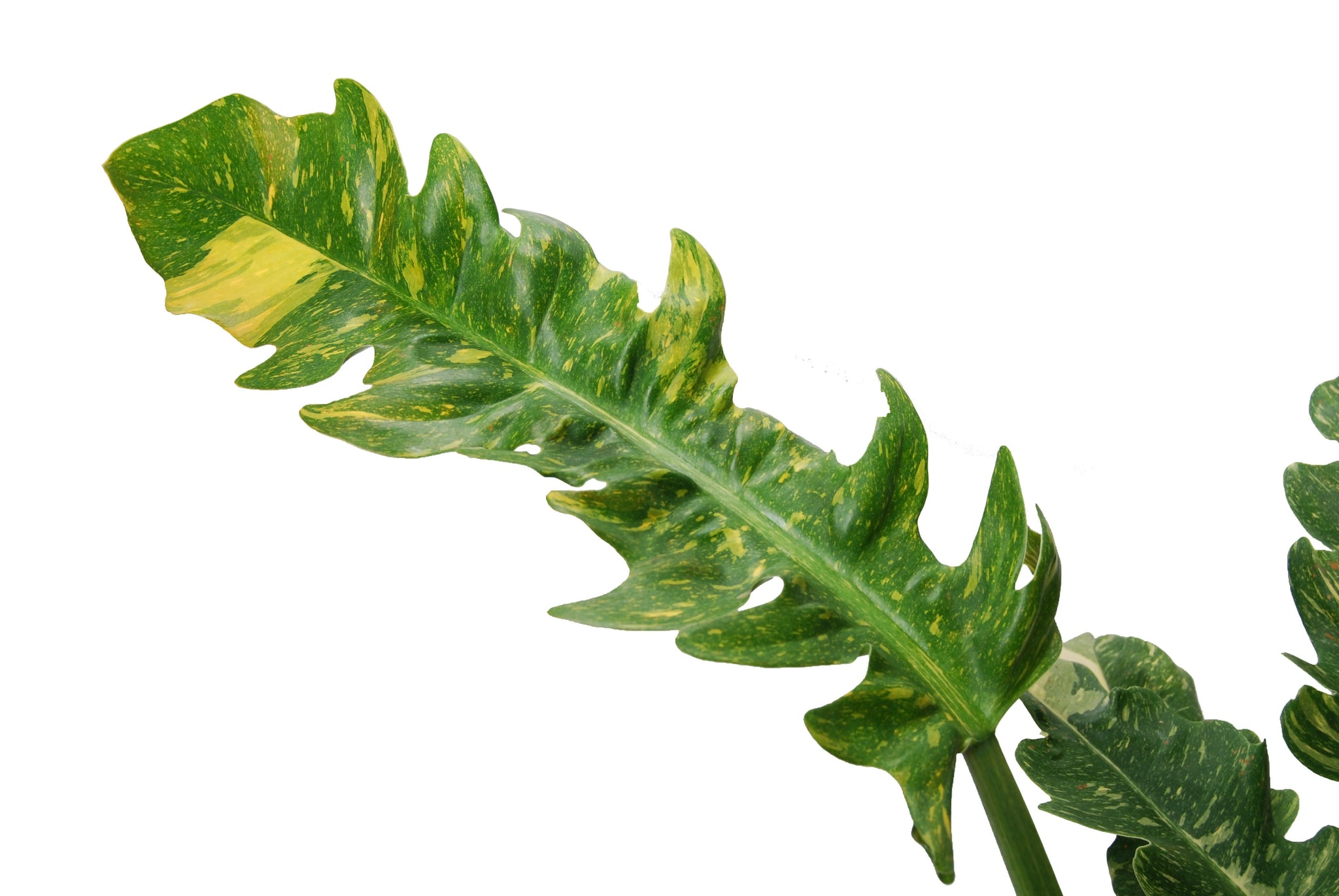 Philodendron ‘Ring of Fire’