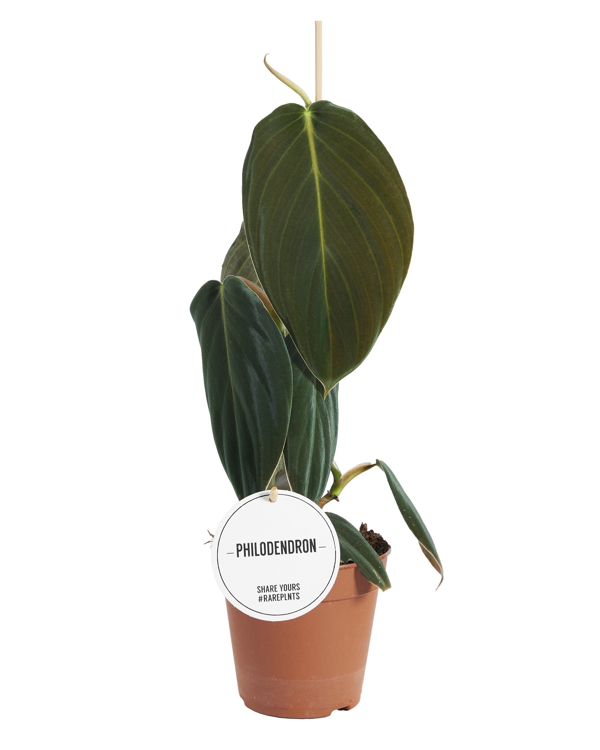 Philodendron Gigas
