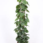 Philodendron scandens