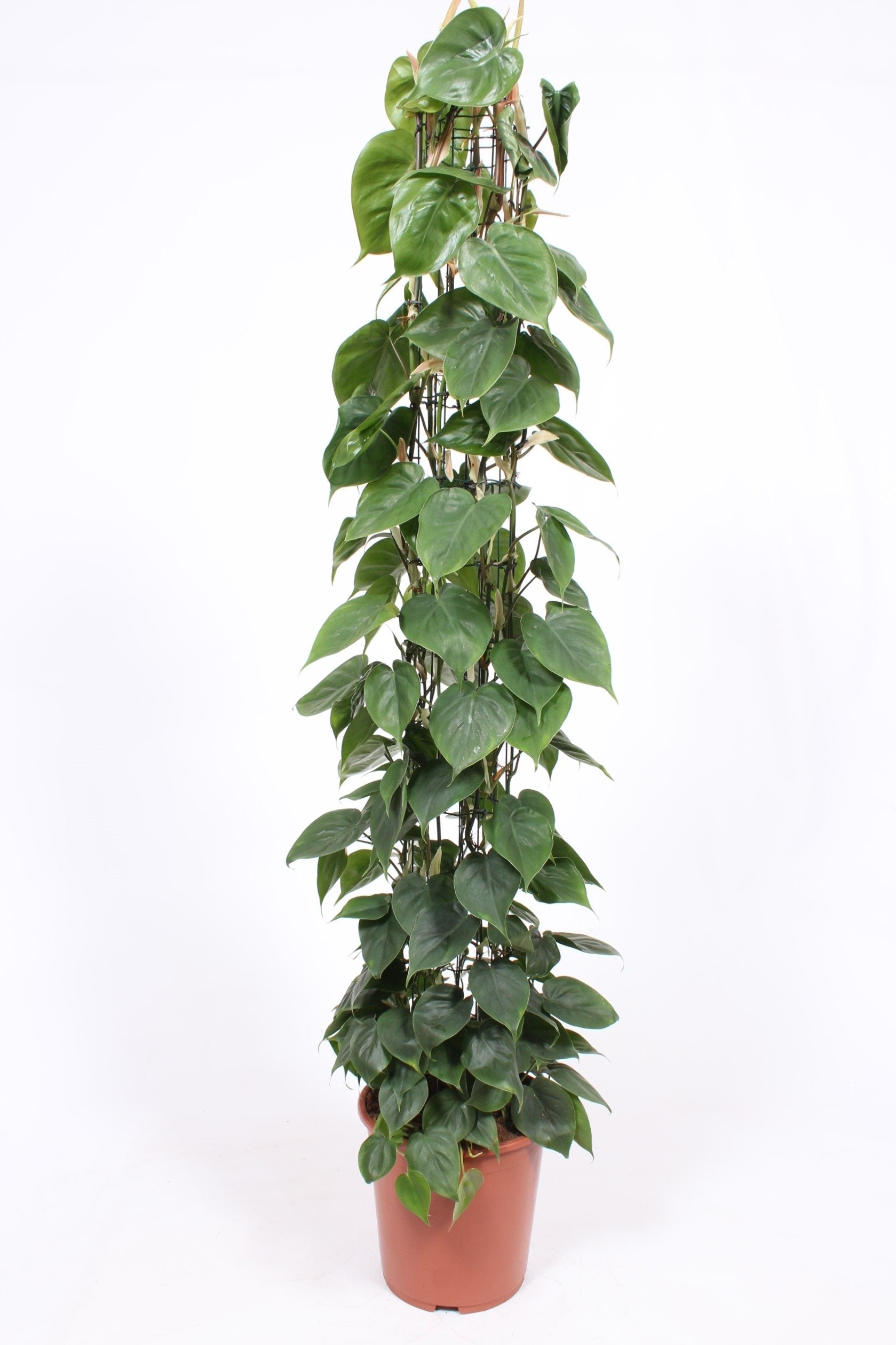 Philodendron scandens