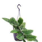 Epipremnum pinnatum 'Marble Planet' (hangpot)