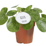 Pilea Mojito