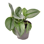 Scindapsus 'Treubii' Moonlight