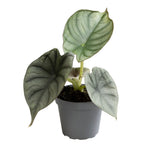 Alocasia Silver Nebula