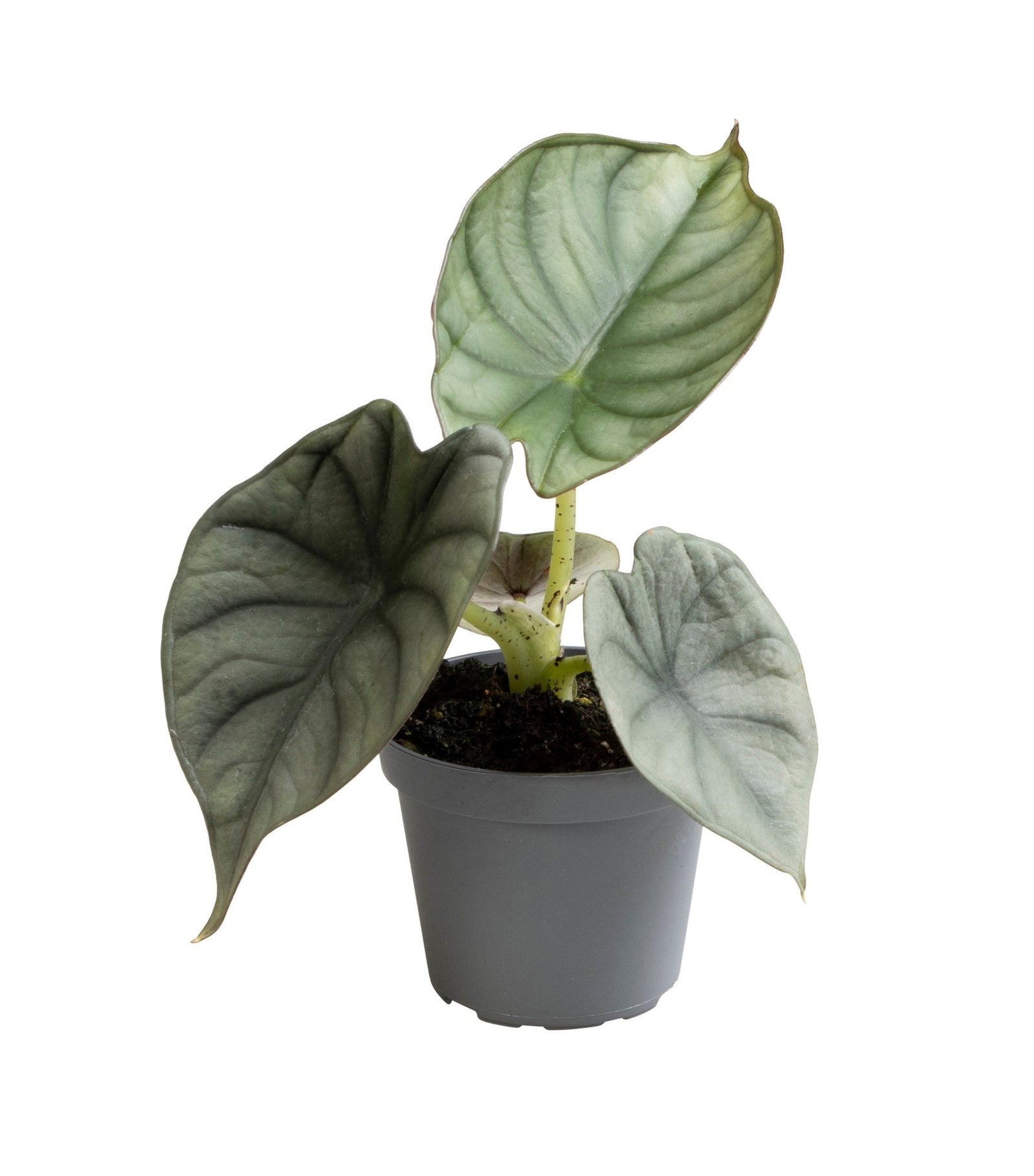 Alocasia Silver Nebula