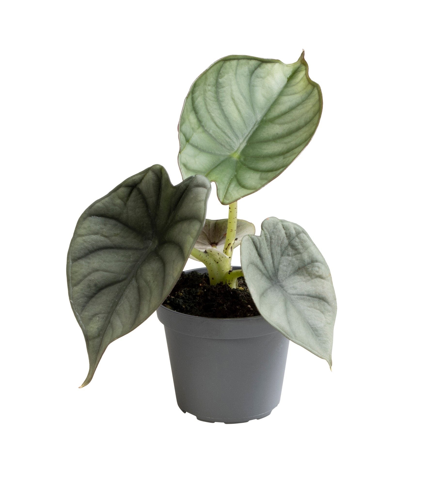 Alocasia Silver Nebula