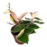 Hoya carnosa 'Krimson Queen'