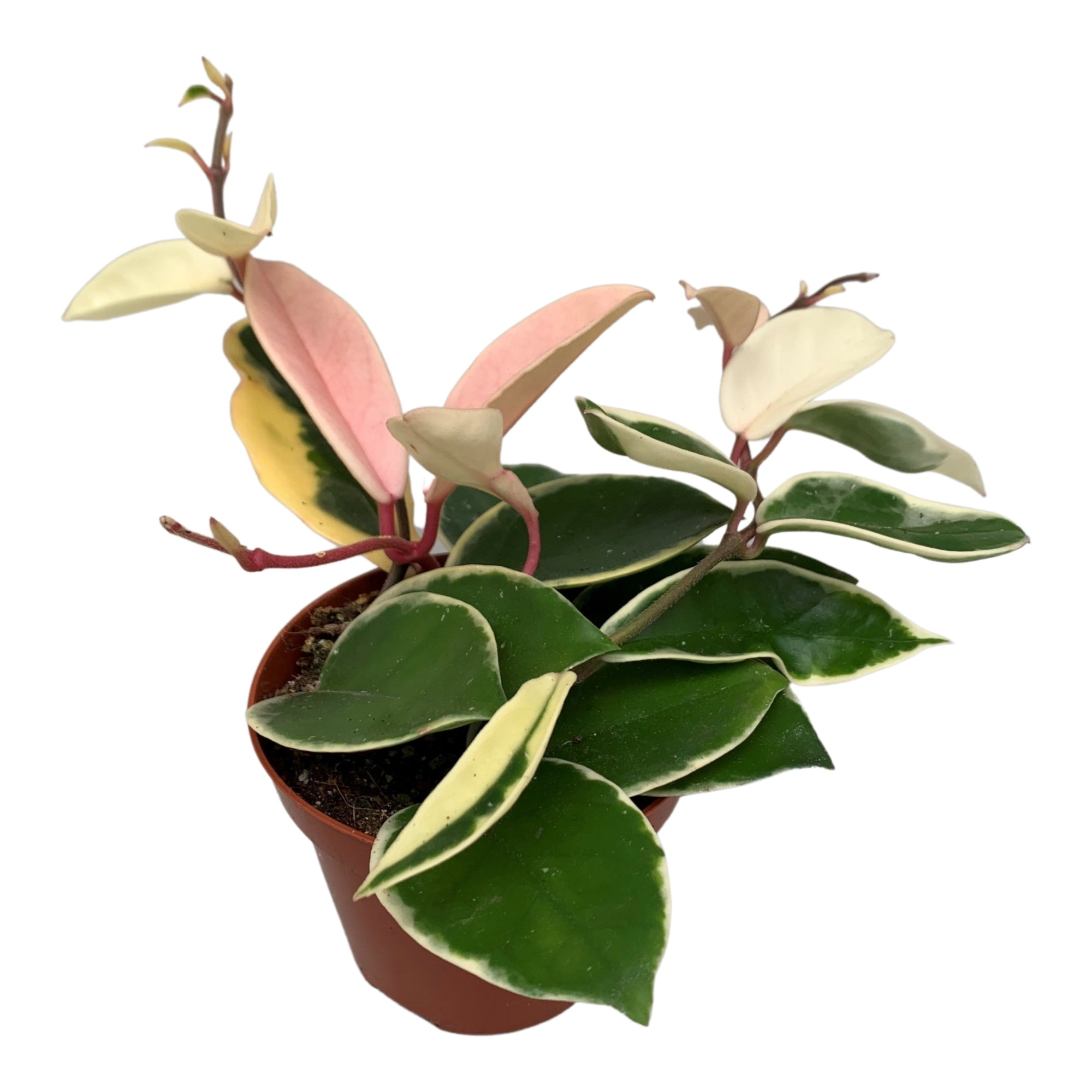 Hoya carnosa 'Krimson Queen'