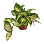 Hoya Carnosa 'Tricolor'