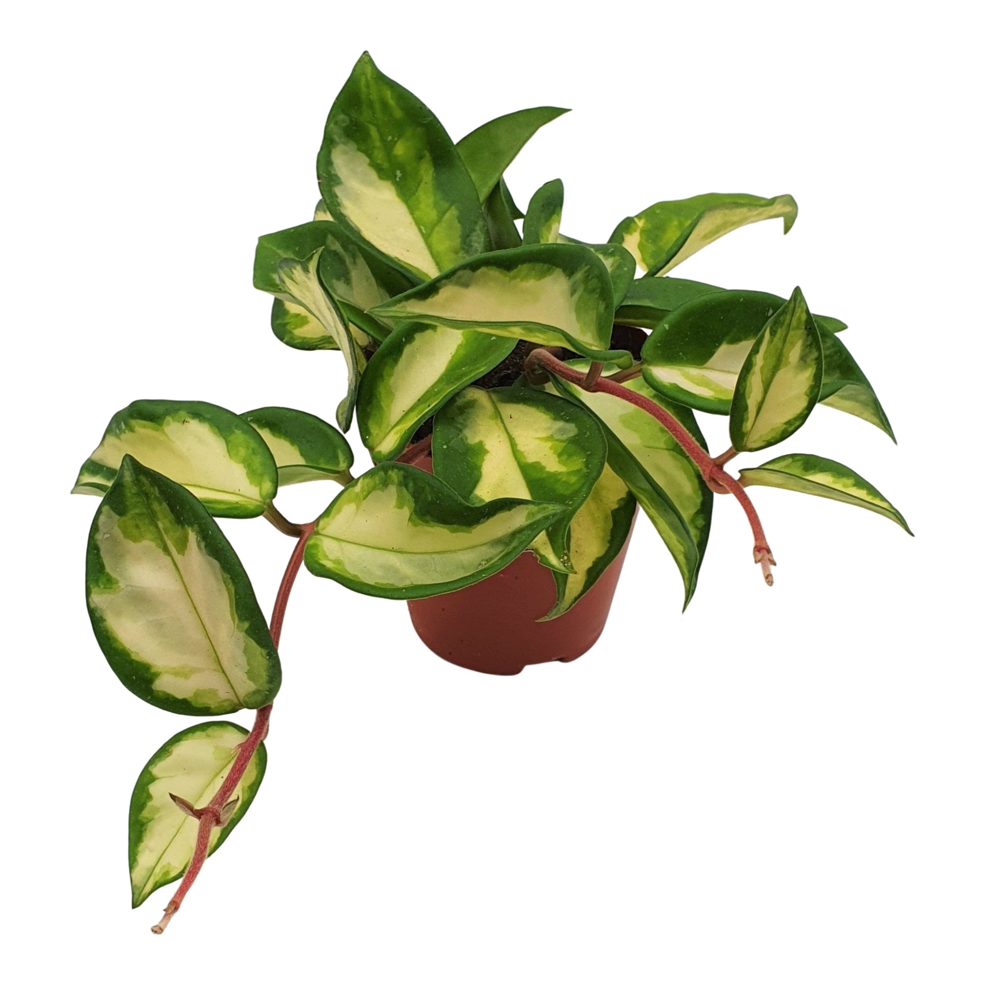 Hoya Carnosa 'Tricolor'