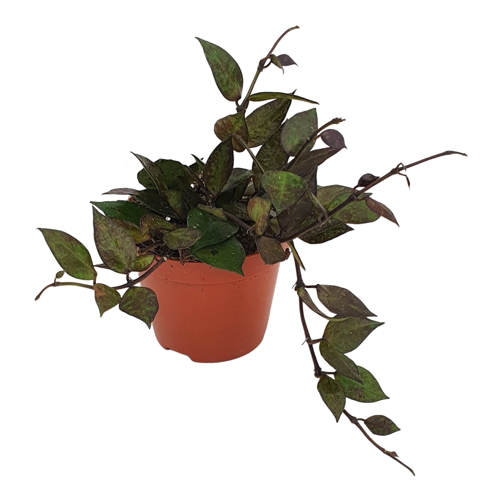 Hoya krohniana 'Black Leaves'