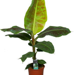 Musa Dwarf Cavendish