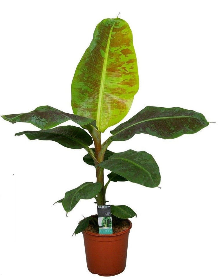 Musa Dwarf Cavendish