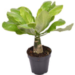 Brighamia insignis ‘Hawaii Palm’