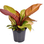 Philodendron Prince of Orange