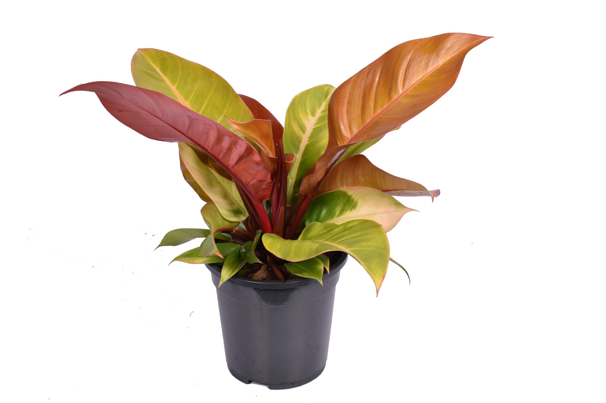 Philodendron Prince of Orange