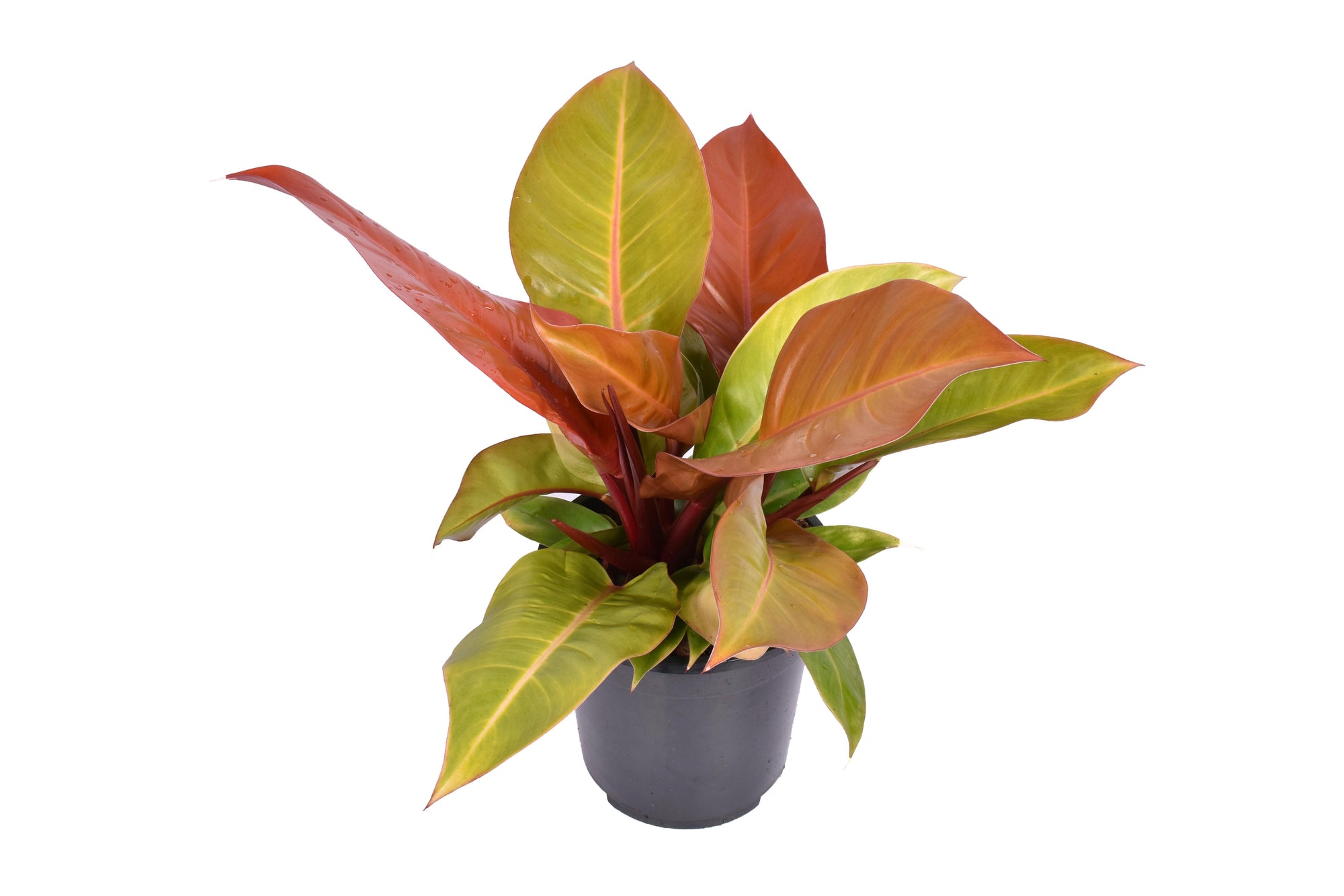 Philodendron Prince of Orange
