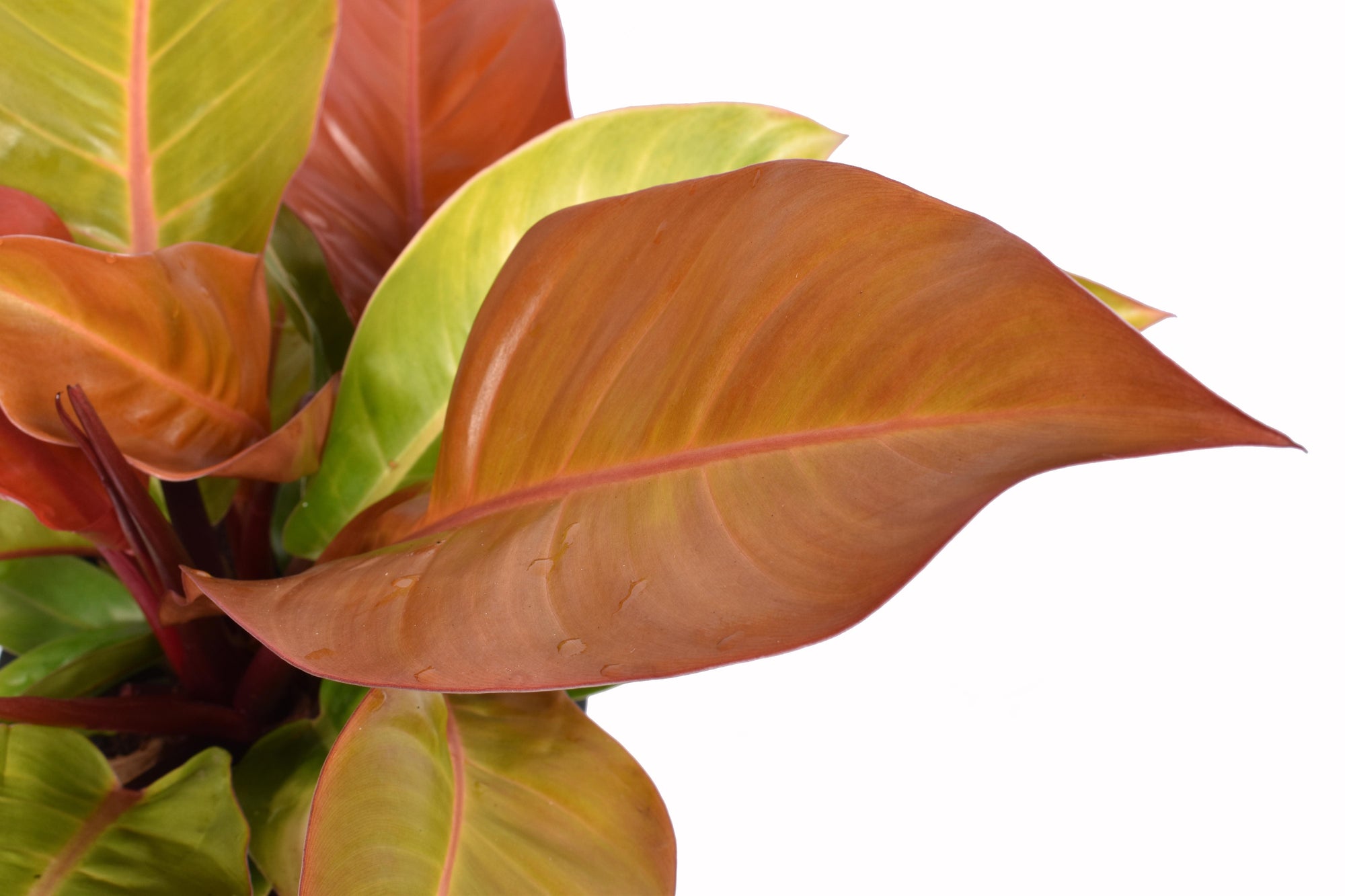 Philodendron Prince of Orange