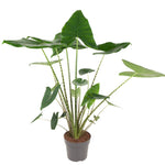 Alocasia Zebrina