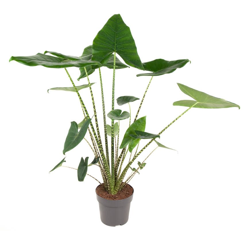 Alocasia Zebrina