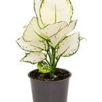 Aglaonema 'White Joy' P12 H25