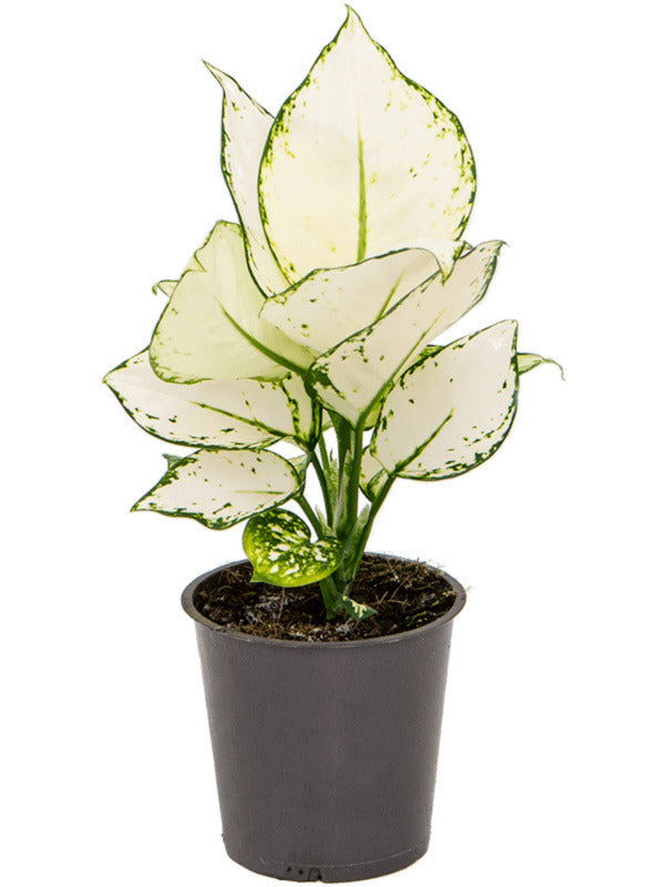 Aglaonema 'White Joy' P12 H25