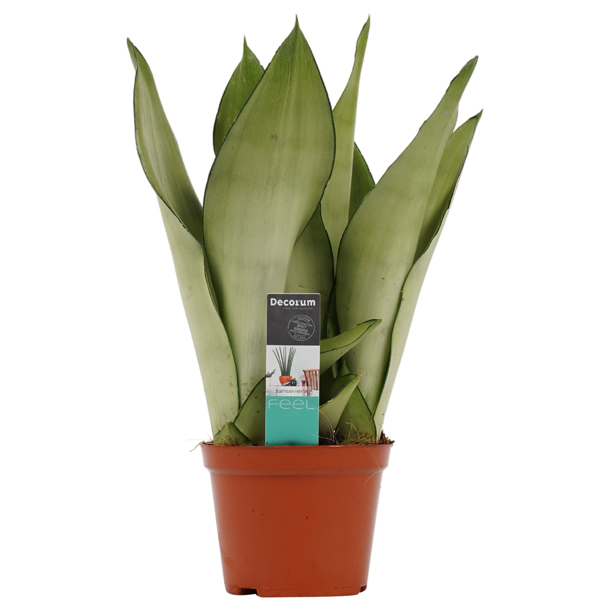 Decorum Sansevieria Moonshine