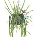 Lepismium bolivianum